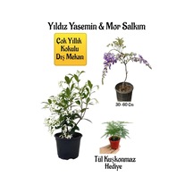 Kokulu Yıldız Yasemin Çiçeği+mor Salkım Ağacı Fidanı Tül Kuşkonmaz Peyzaj Seti