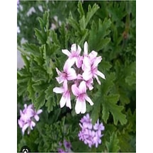 Videolu Muhteşem Kokulu 2 Adet Itır Fidesi 15-25cm Saksılı Rose Drop