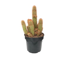 Mammillaria Elongata 'Copper King' (Kaktüs) Ø12 CM Y20-25 CM