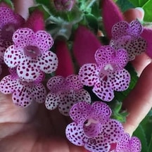Özel Çeşit Bts Maggie Kohleria Japon Küpelisi Çiçeği Fidesi Mini Potta
