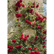 Sarmaşık Çardak Kırmızı Gül Fidanı Tüplü 60-80cm Dış Mekan Bitkisi