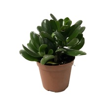 Crassula Arborescens (Sukulent) Ø8,5 CM Y10-15 CM