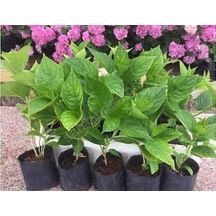 Hydrangea Macrophylla White Beyaz Ortanca Fidanı Fidesi 10-30 Cm