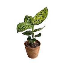 Dieffenbachia Reflector Difenbahya