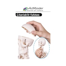 İskelet Sistemi Maketi 45 Cm 1 Adet İnsan İskelet Modeli Haraketli Eğitim İskelet Anatomisi İskelet Sistemi Fen Deney