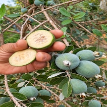 Kaymak Meyvesi Feijoa 1 Kg