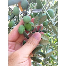 Özel Gemlik Zeytin Fidesi 70 100 Cm 1 Adet Saksılı/tüplü Dış Mekan Ağacı