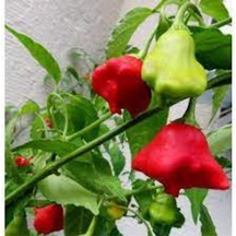 100 Adet Tohum Nadir Organik Hobi Bahçe Balkon Gül Biber Biberi Hobi Bahçe Köy Tohumu..