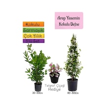 Kokulu Arap Yasemini+defne Çalısı+telgraf Çiçeği 3'lü Bahçe Seti