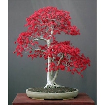 Bodur Acer Rubrum Bonzai Ağacı Ekim Seti 5 Adet Tohum Saksı Toprak Kombin