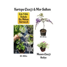 Kokulu Kartopu Çiçeği+mor Salkım Ağacı Fidanı Mezem Çiçeği Hediyeli Peyzaj Seti