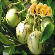 Gardenbox Pepino Fidanı Tüplü Aşılı Canlı