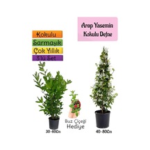 Kokulu Arap Yasemini+defne Çalısı+buz Çiçeği 3'lü Bahçe Seti