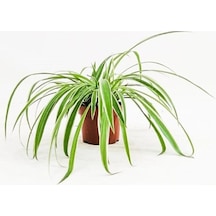 Büyük Boy Kurdele Çiçeği Chlorophytum Comosum Variegatum