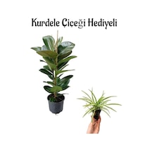 Kadınlar Gününe Özel Yeşil Parlak Yapraklı Kauçuk Bitkisi Kurdele Çiçeği Hediyeli