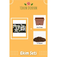 Nadir Japon Zambak Çiçek Tohumu Ekim Seti