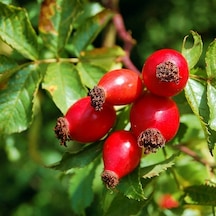 Kuşburnu Fidanı 10 Adet - Rosa Canina