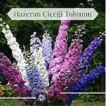 20 Adet Tohum Organik Hobi Bahçe Hazeran Çiçeği Tohumu Saksı Topr