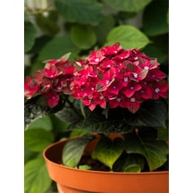 Kırmızı Ortanca Çiçeği 30 50 Cm 1 Adet Saksılı Çiçekli Bodur Bitki Hydrangea Macrophylla Diğer