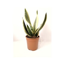 Sarı Çizgili Paşa Kılıcı Sansevieria 10-20 Cm