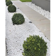 Asenya Dolomit Taş 50 Kg 2-4 Cm Beyaz Dolomit Taş Saksı Dibi Dekoratif Taş Bahçe Süsleme Taşı Peyzaj Taşı