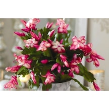 Pembe Yılbaşı Çiçeği Fidanı 20-40 Cm Saksılı Çiçekli Bodur Bitkiler Zygocactus