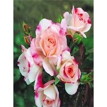 1 Adet Pembe Beyaz Gül Fidanı 40-80cm Saksılı Rose Sapling