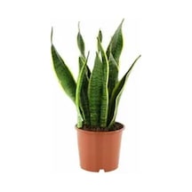 Videolu 1 Adet Kılıç Çiçeği Fidanı 40-60 Cm Saksılı Çiçekli Bodur Bitkiler Gladiolus