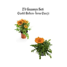 Turuncu Sarı+turuncu Renk Gazanya Çiçeği 2 Adet Saksılı 10-20cm Bahçe Balkon Çiçeği