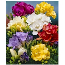 Katmerli Frezya Çiçeği Soğanı - 50 Adet - ADAFDN0538