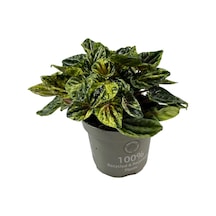Peperomia Caperata 'buenos Aires' Zümrüt Dalgası Çiçeği