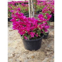 Videolu Çiçekli Bodur Begonvil Çalı Tipi Begonvil Saksıda Fuşya Renkli 15-30 1 Adet Bougainvillea