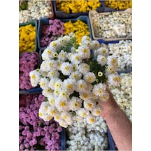 Kasımpatı Çiçeği Karışık Renk 10-20 Cm
