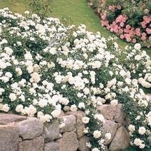 Tüplü Yediveren Full Bright Beyaz Yer Örtücü Gül Fidanı