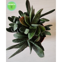 Gasteria Bicolor Sukulent 1 Adet