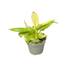 Philodendron 'Ring Of Fire' Ø5,5 CM Y0-10 CM