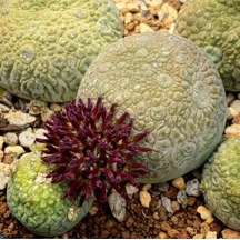 10 Adet Pseudolithos Migiurtinus Succulent Tohumu