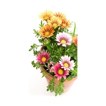 Videolu Karışık Renkli Gazanya 10 20 Cm 10 Adet Saksılı/ Tüplü Çiçekli Bodur Bitki Gazania