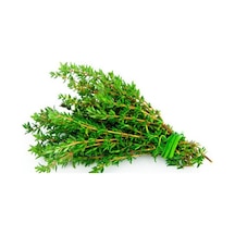 Kekik Tohumu Aromatik Dağ Kekiği Tohumu 20 Adet Tohum + Toh