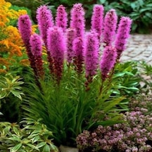 Purple Rose Liatris Çiçeği Tohumu 40 Tohum N111254