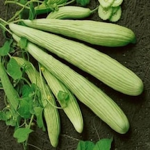 İnce Uzun Geleneksel Ege Acur Tohumu 20 Tohum