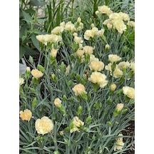 Videolu Sarı Karanfil Çiçeği Fidanı 25-35 Cm Saksılı Çiçekli Bodur Bitkiler Yellow Carnation