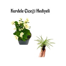 Anneler Gününe Özel Beyaz Renk Milii Dikenler Tacı Çiçeği Kurdele Çiçeği Hediyeli