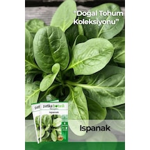 Yerli Ispanak Tohumu Gcl114
