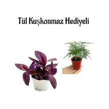 Anneler Gününe Özel Mor Telgraf Kara Sevda Çiçeği Tül Kuşkonmaz Hediyeli