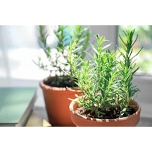 Biberiye Fidanı 20-30 Cm 3 Adet Rosmarinus Officinalis