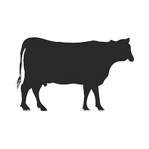 İnek Folyo Sticker Derstve46060 70cm Uzunluk Siyah