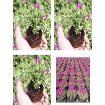 Videolu Acem Halısı Mezarlık Kabir Çiçeği 10-15 Cm Tüplü 25 Adet Dış Mekan Ağaçları Persian Shield