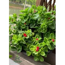 Pink Delosperma Buz Çiçeği 10 Adet Tüplü 10-20cm