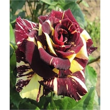 Videolu 1 Adet Sihirbaz Gülü Fidanı Saksılı 40-60 Cm Saksılı Çiçekli Bodur Wizard Rose Sapling